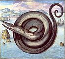 Gherardo Cybo (1512-1600) - Serpente marino